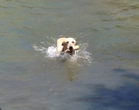 @ 7 months old loving the water and retrieving!